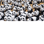 WE SUPPORT PANDAS