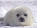 Arctic animal lovers