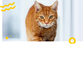 Placeholder (for now)