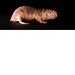 rat5t