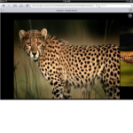 african cats the movie.