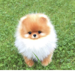Cute Cute puppy’s!