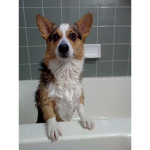 I love corgis they are the best