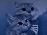 Miathecute