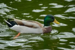 Green Virus Ducks