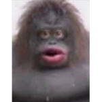 Ie Monke