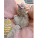 CherryIsYummy