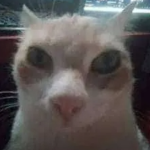 Cats are Nice and Cute
