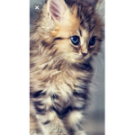 Animals4EverAndEver