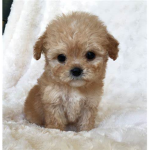 PuppyPlayz Squad!