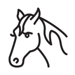 Diamond Horse Riding Academy.