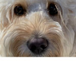 Team puppyplays