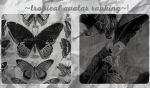 ~ Tropical Avatar Ranking ~ !