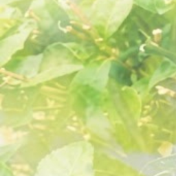 .☘︎ ݁˖