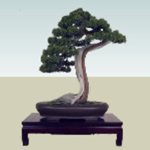 Bonzai Tree
