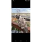 Cat group375816