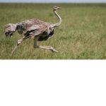 Ostrich Everything