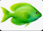 the green fish gang
