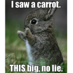 The cute bunnys so fluffy