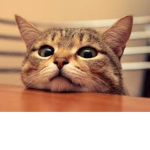 CMONNNNNN pls Xd