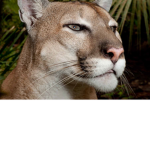 pumas group