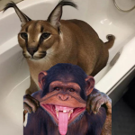 da monke and floppa gang