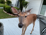 Buck buck
