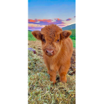 Cows for Mel