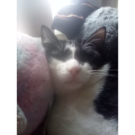 The bacon defender group