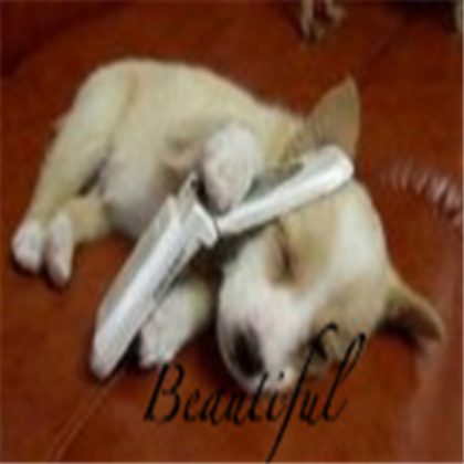 funny-pictures-of-dogs-phone-dog Roblox decal