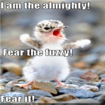funny_pictures_tiny_bird_is_fierce Roblox decal