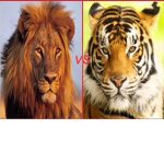 Tigers vs Lions