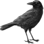 For Crows