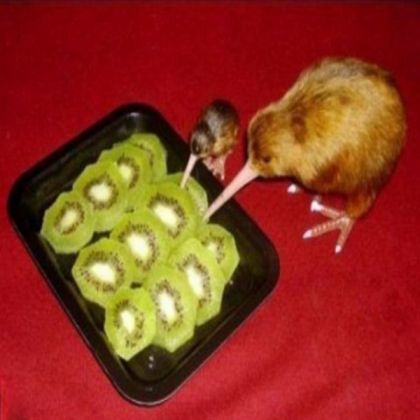 kiwi eating kiwi meme Roblox decal