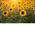 Sunflower army <: <3