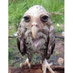 Wet Owl Society