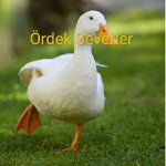 Duck Youtube