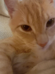 Lilly_02108 ugc li