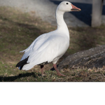 Goose military
