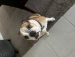 Jack the cool dog
