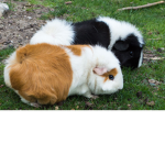 Guinea pig's