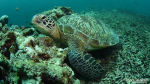 The Turtleist Empire!