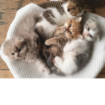 Baby catssss