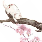 cats6x