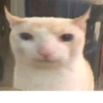 D0G3 N4TION
