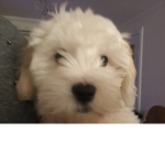 Pup fan group!