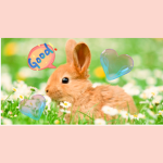 Crazy for bunnies