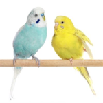 We Luv Birds