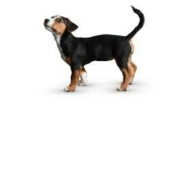 doggy game.in develepment
