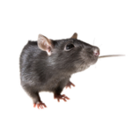 The Citizen rats Fan Club